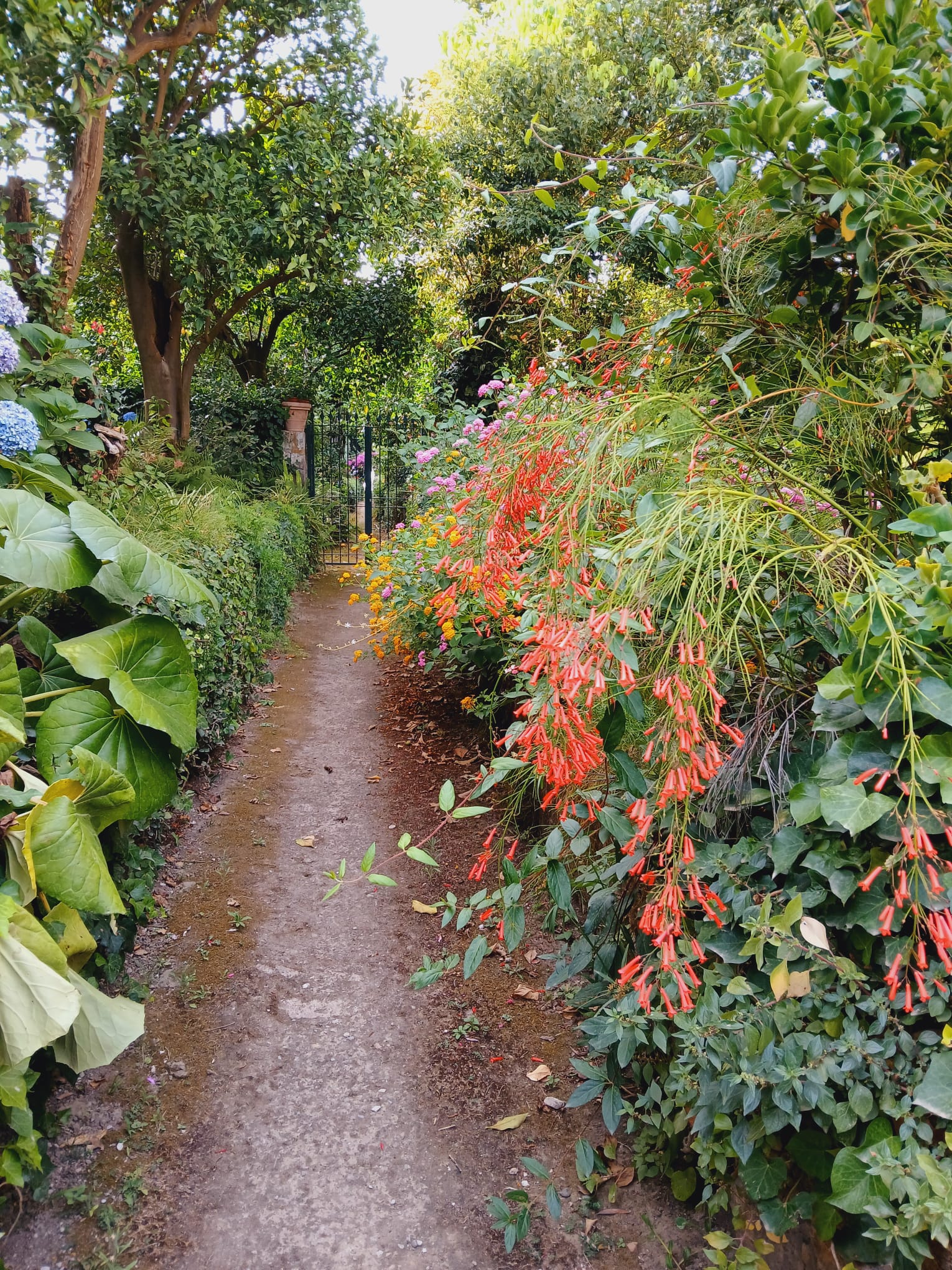 Giardino, villa preziosa, il pizzo, golfo di napoli, vesuvio, vacanze, appartamento